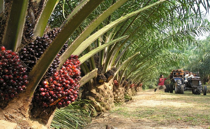 TRAINING ONLINE AUDIT INTERNAL RSPO (ROUNTABLE SUSTAINABLE PALM OIL) DAN ISPO (INDONESIA SUSTAINABLE PALM OIL)